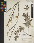 Foto von Salix lapponum L.